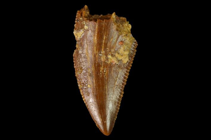 Serrated, Raptor Tooth - Real Dinosaur Tooth #152483